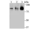 Cullin 3 Antibody in Western Blot (WB)