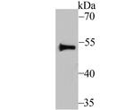 Fyn Antibody in Western Blot (WB)