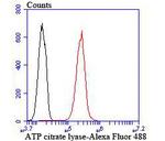 ATP Citrate Lyase Antibody in Flow Cytometry (Flow)