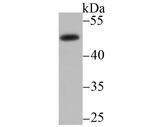 MMP3 Antibody in Western Blot (WB)