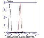 beta Arrestin 1 Antibody in Flow Cytometry (Flow)