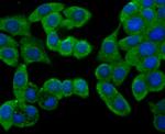 beta Arrestin 1 Antibody in Immunocytochemistry (ICC/IF)