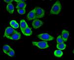 MFN2 Antibody in Immunocytochemistry (ICC/IF)