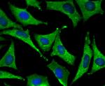 SFRP1 Antibody in Immunocytochemistry (ICC/IF)