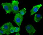 SFRP1 Antibody in Immunocytochemistry (ICC/IF)