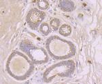 SFRP1 Antibody in Immunohistochemistry (Paraffin) (IHC (P))