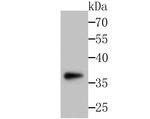 SFRP1 Antibody in Western Blot (WB)