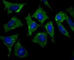 Protein APC Antibody in Immunocytochemistry (ICC/IF)