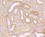 Protein APC Antibody in Immunohistochemistry (Paraffin) (IHC (P))