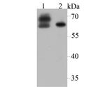 CRMP2 Antibody in Western Blot (WB)