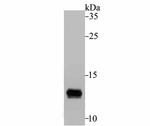 ApoC3 Antibody in Western Blot (WB)