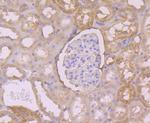 Annexin A3 Antibody in Immunohistochemistry (Paraffin) (IHC (P))