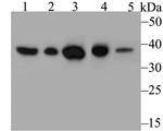 Annexin A3 Antibody in Western Blot (WB)