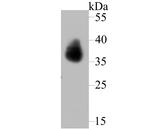 TROP2 Antibody in Western Blot (WB)