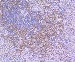 SHP-1 Antibody in Immunohistochemistry (Paraffin) (IHC (P))