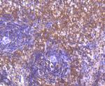 SHP-1 Antibody in Immunohistochemistry (Paraffin) (IHC (P))