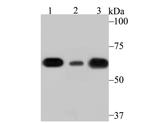 SHP-1 Antibody in Western Blot (WB)