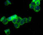 Kir3.4 (KCNJ5) Antibody in Immunocytochemistry (ICC/IF)