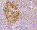 Kir3.4 (KCNJ5) Antibody in Immunohistochemistry (Paraffin) (IHC (P))