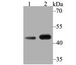 Kir3.4 (KCNJ5) Antibody in Western Blot (WB)