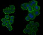 SDHB Antibody in Immunocytochemistry (ICC/IF)