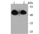 Aminoacylase Antibody in Western Blot (WB)