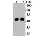 ACADM Antibody in Western Blot (WB)