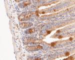 GSDMD Antibody in Immunohistochemistry (Paraffin) (IHC (P))