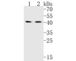 C2orf33 Antibody in Western Blot (WB)