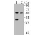 PICK1 Antibody in Western Blot (WB)