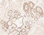 MAGT1 Antibody in Immunohistochemistry (Paraffin) (IHC (P))