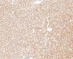 MAGT1 Antibody in Immunohistochemistry (Paraffin) (IHC (P))