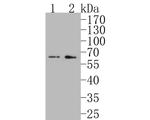 MAGT1 Antibody in Western Blot (WB)