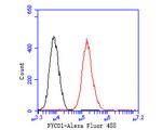 FYCO1 Antibody in Flow Cytometry (Flow)