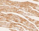 Myomegalin Antibody in Immunohistochemistry (Paraffin) (IHC (P))