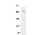 Myomegalin Antibody in Western Blot (WB)