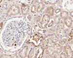 GOLGA7 Antibody in Immunohistochemistry (Paraffin) (IHC (P))