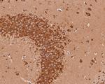 KCNQ4 Antibody in Immunohistochemistry (Paraffin) (IHC (P))