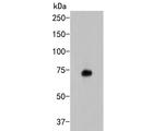 KCNQ4 Antibody in Western Blot (WB)