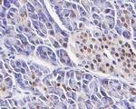 SSB Antibody in Immunohistochemistry (Paraffin) (IHC (P))