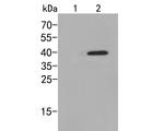 Phospho-p38 MAPK (Thr180) Antibody in Western Blot (WB)