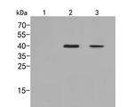 Phospho-p38 MAPK (Thr180) Antibody in Western Blot (WB)