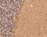 NAT13 Antibody in Immunohistochemistry (Paraffin) (IHC (P))