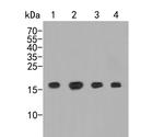 NAT13 Antibody in Western Blot (WB)