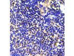 Ubiquitin Antibody in Immunohistochemistry (Paraffin) (IHC (P))