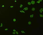 STAT1 alpha/beta Antibody in Immunocytochemistry (ICC/IF)