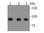 STAT1 alpha/beta Antibody in Western Blot (WB)