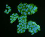 Desmin Antibody in Immunocytochemistry (ICC/IF)