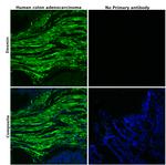 Desmin Antibody in Immunohistochemistry (Paraffin) (IHC (P))