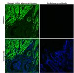 Desmin Antibody in Immunohistochemistry (Paraffin) (IHC (P))